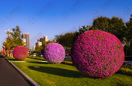 景观花球花柱图片